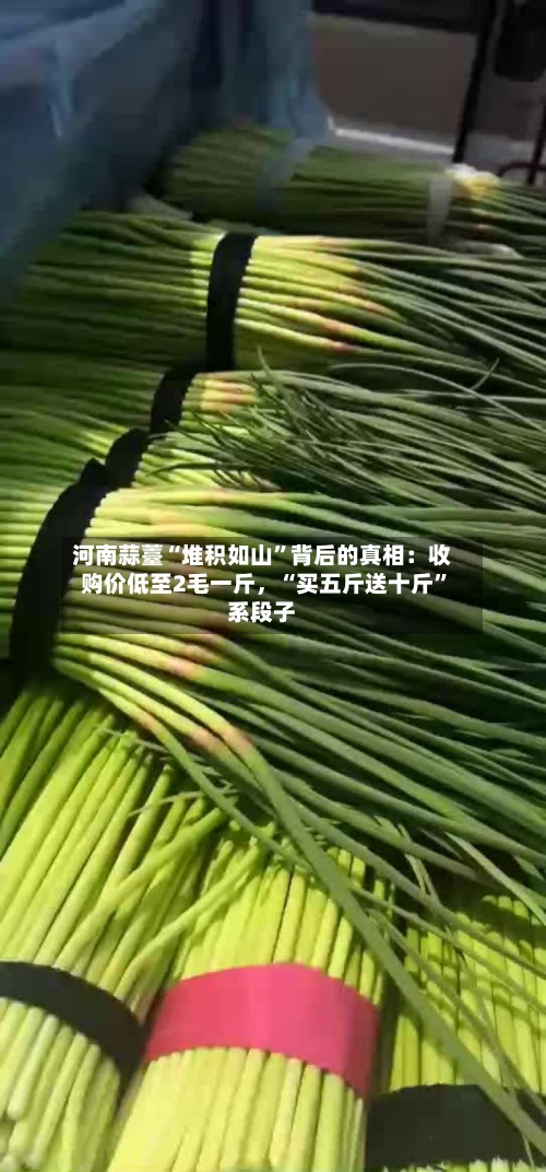 河南蒜薹“堆积如山”背后的真相：收购价低至2毛一斤，“买五斤送十斤”系段子