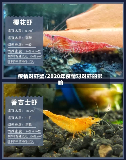疫情对虾蟹/2020年疫情对对虾的影响