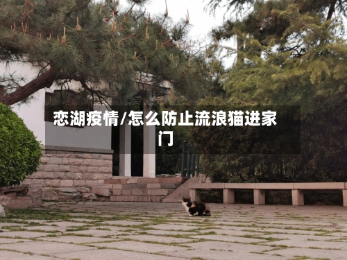恋湖疫情/怎么防止流浪猫进家门