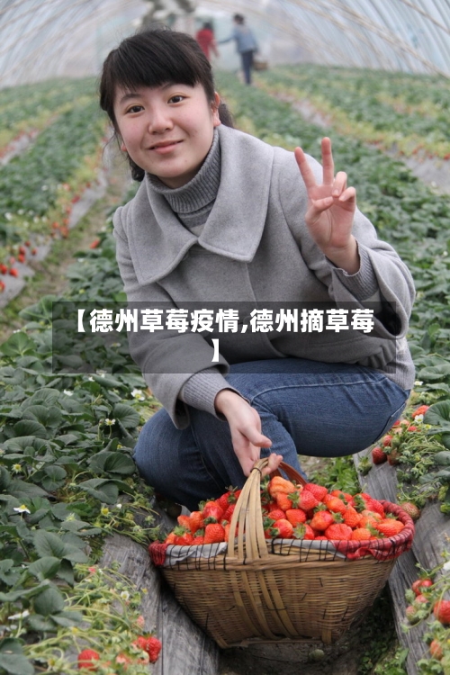【德州草莓疫情,德州摘草莓】