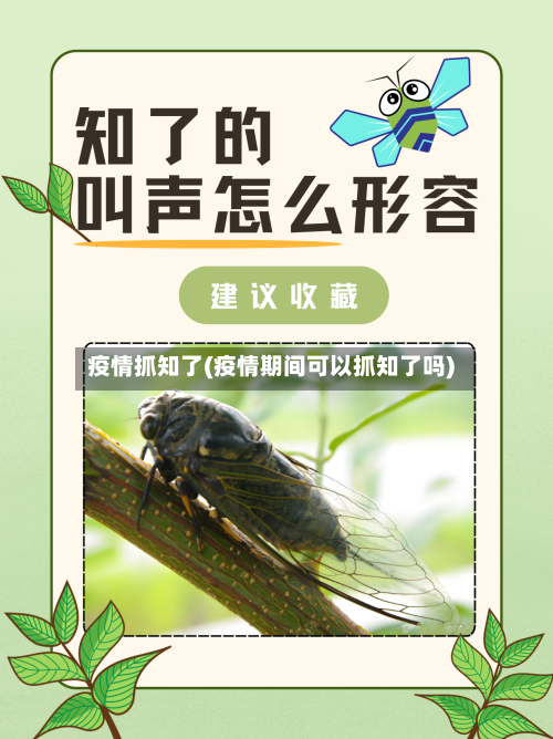 疫情抓知了(疫情期间可以抓知了吗)