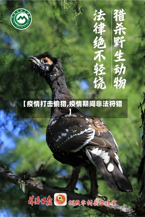 【疫情打击偷猎,疫情期间非法狩猎】