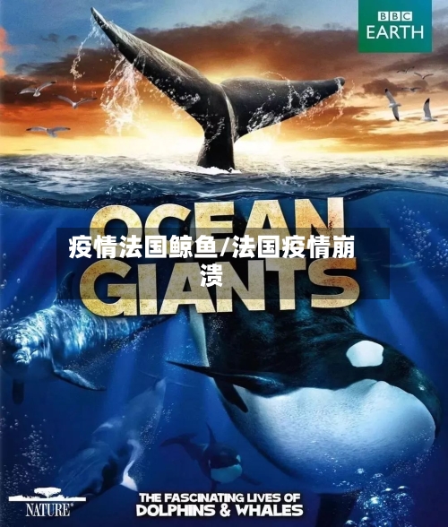 疫情法国鲸鱼/法国疫情崩溃