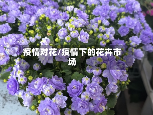 疫情对花/疫情下的花卉市场
