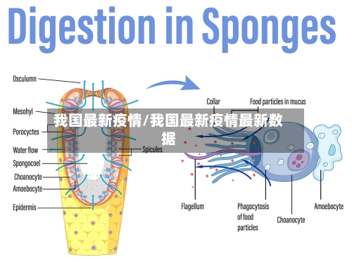我国最新疫情/我国最新疫情最新数据