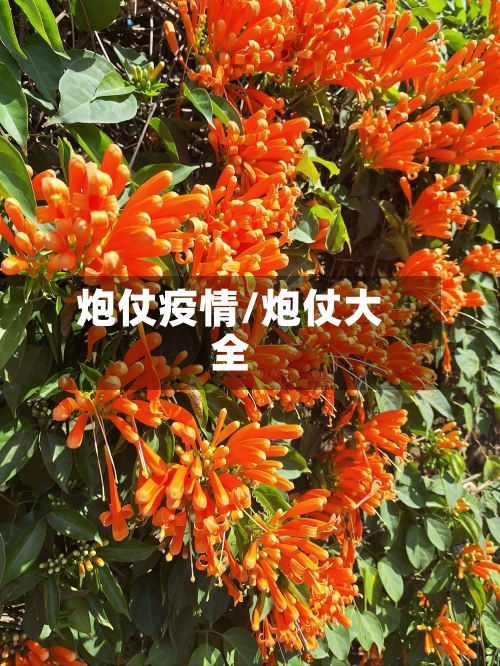 炮仗疫情/炮仗大全