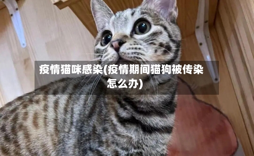 疫情猫咪感染(疫情期间猫狗被传染怎么办)