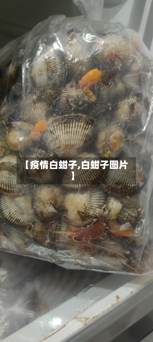 【疫情白蚶子,白蚶子图片】