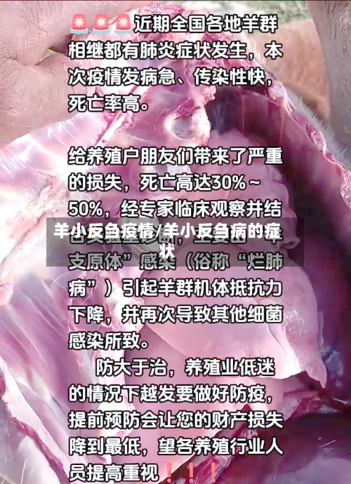 羊小反刍疫情/羊小反刍病的症状