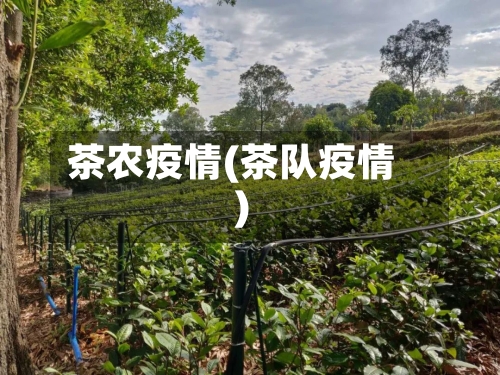 茶农疫情(茶队疫情)