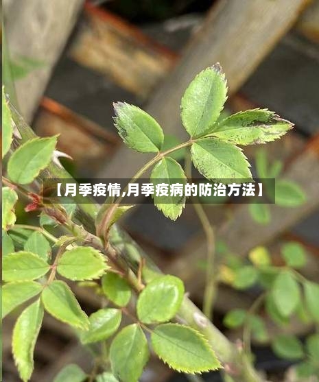 【月季疫情,月季疫病的防治方法】