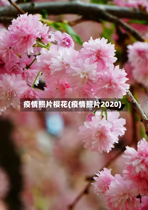 疫情照片樱花(疫情照片2020)