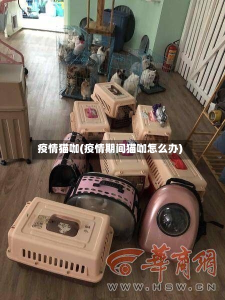 疫情猫咖(疫情期间猫咖怎么办)