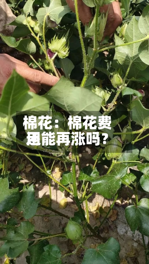 棉花:棉花费用
还能再涨吗?