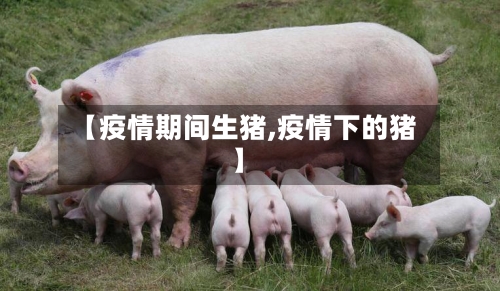 【疫情期间生猪,疫情下的猪】