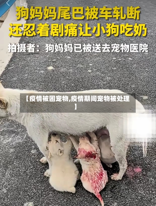 【疫情被困宠物,疫情期间宠物被处理】