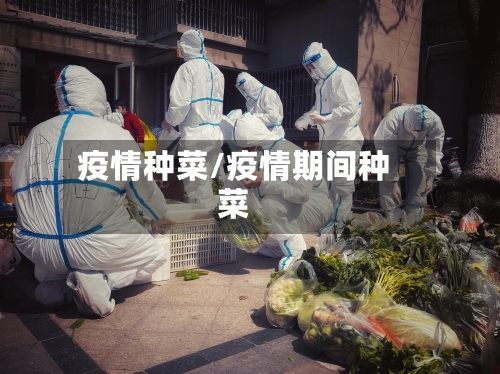 疫情种菜/疫情期间种菜