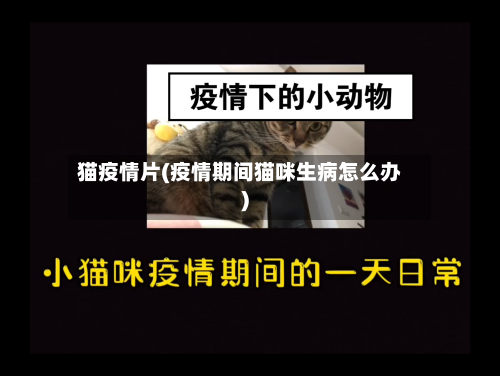 猫疫情片(疫情期间猫咪生病怎么办)