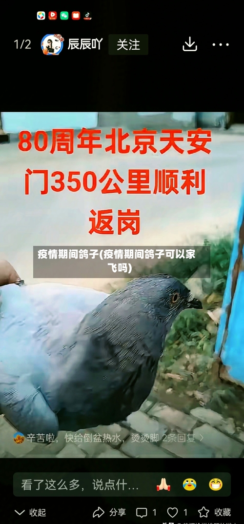 疫情期间鸽子(疫情期间鸽子可以家飞吗)