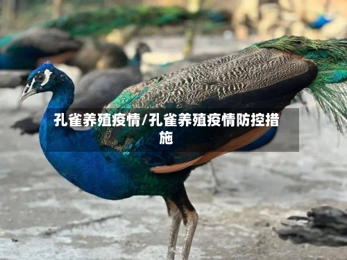 孔雀养殖疫情/孔雀养殖疫情防控措施