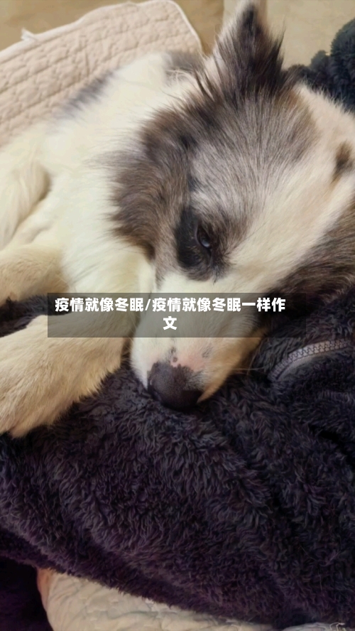 疫情就像冬眠/疫情就像冬眠一样作文