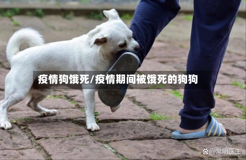 疫情狗饿死/疫情期间被饿死的狗狗